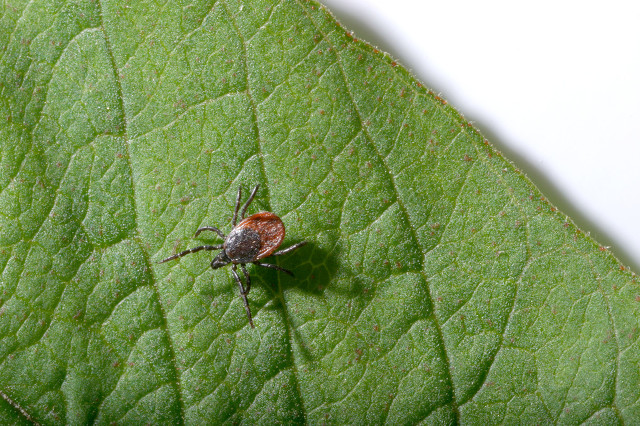 非常小的虫子爬到身上会溃烂,很小的虫子从土里爬出来