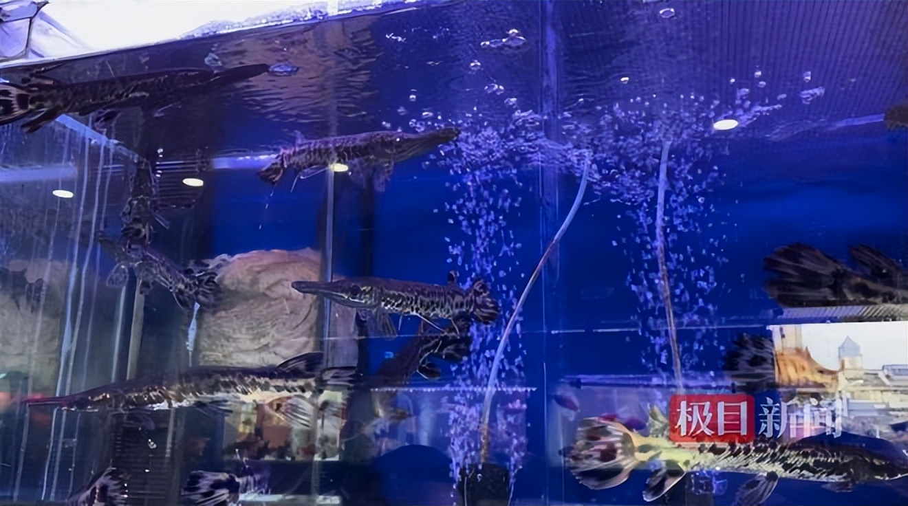 全国放生鳄雀鳝,网上鳄雀鳝多少钱一条