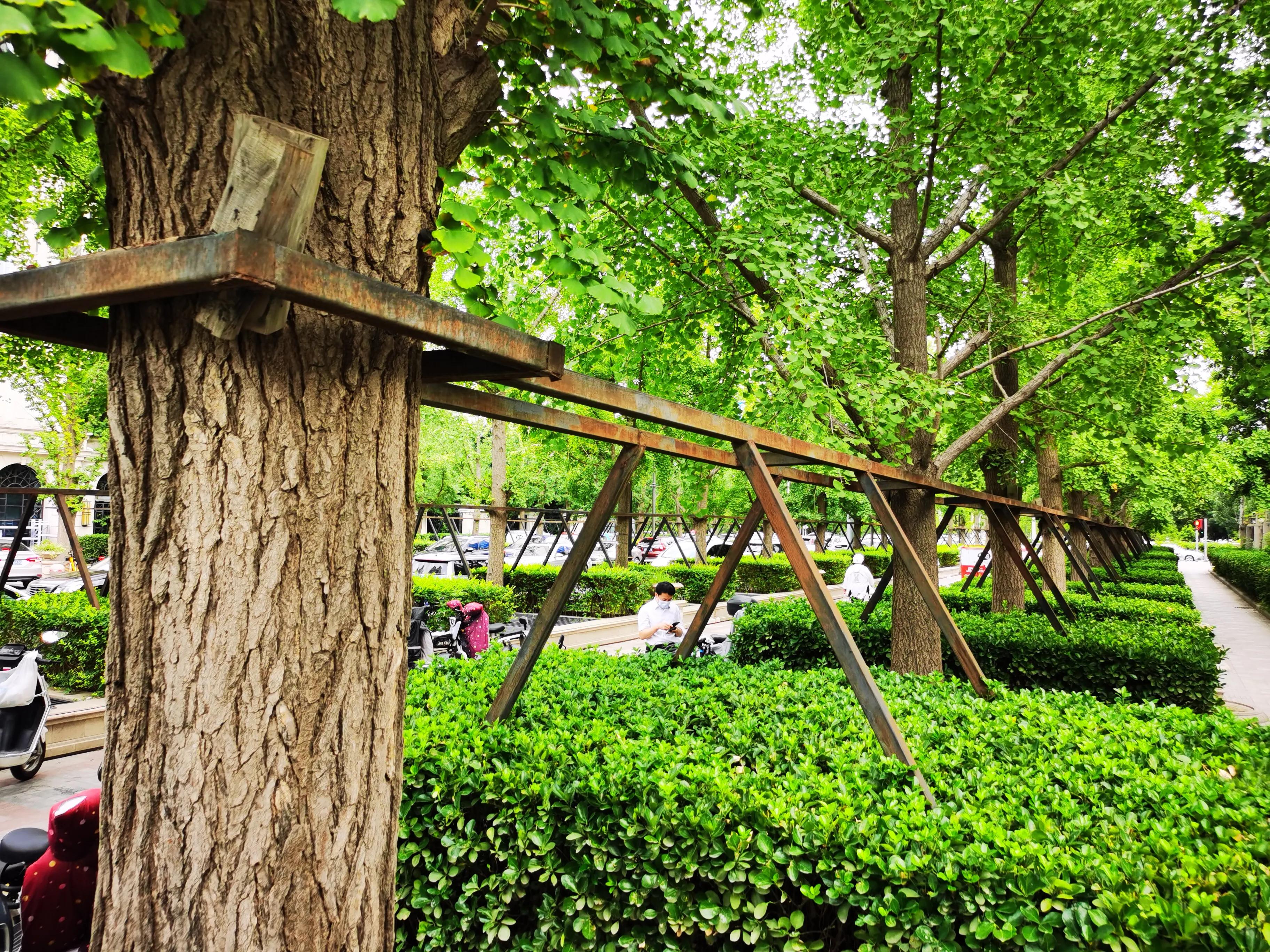 陶思明：如何看半空中的钢管架为整排行道树塑形