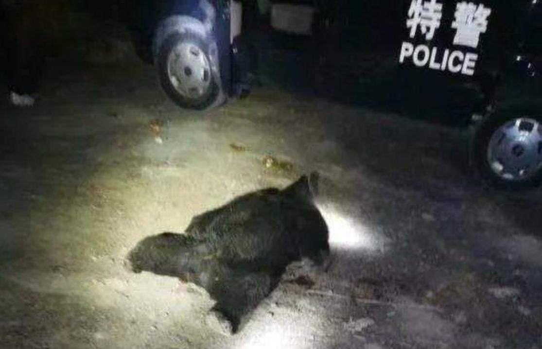 装死躲过棕熊,男子上山挖野菜遇黑熊还活着吗