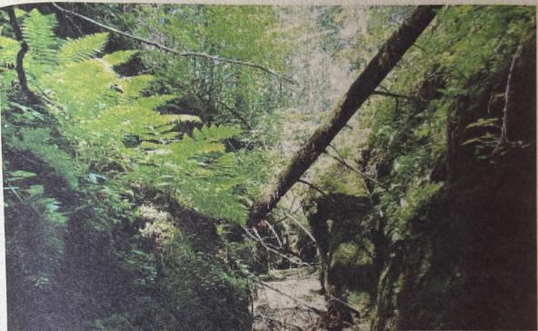 地梨的故事,地窝子的故事