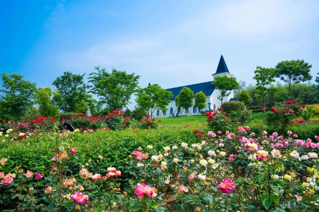 免票最新信息,半价免票规则