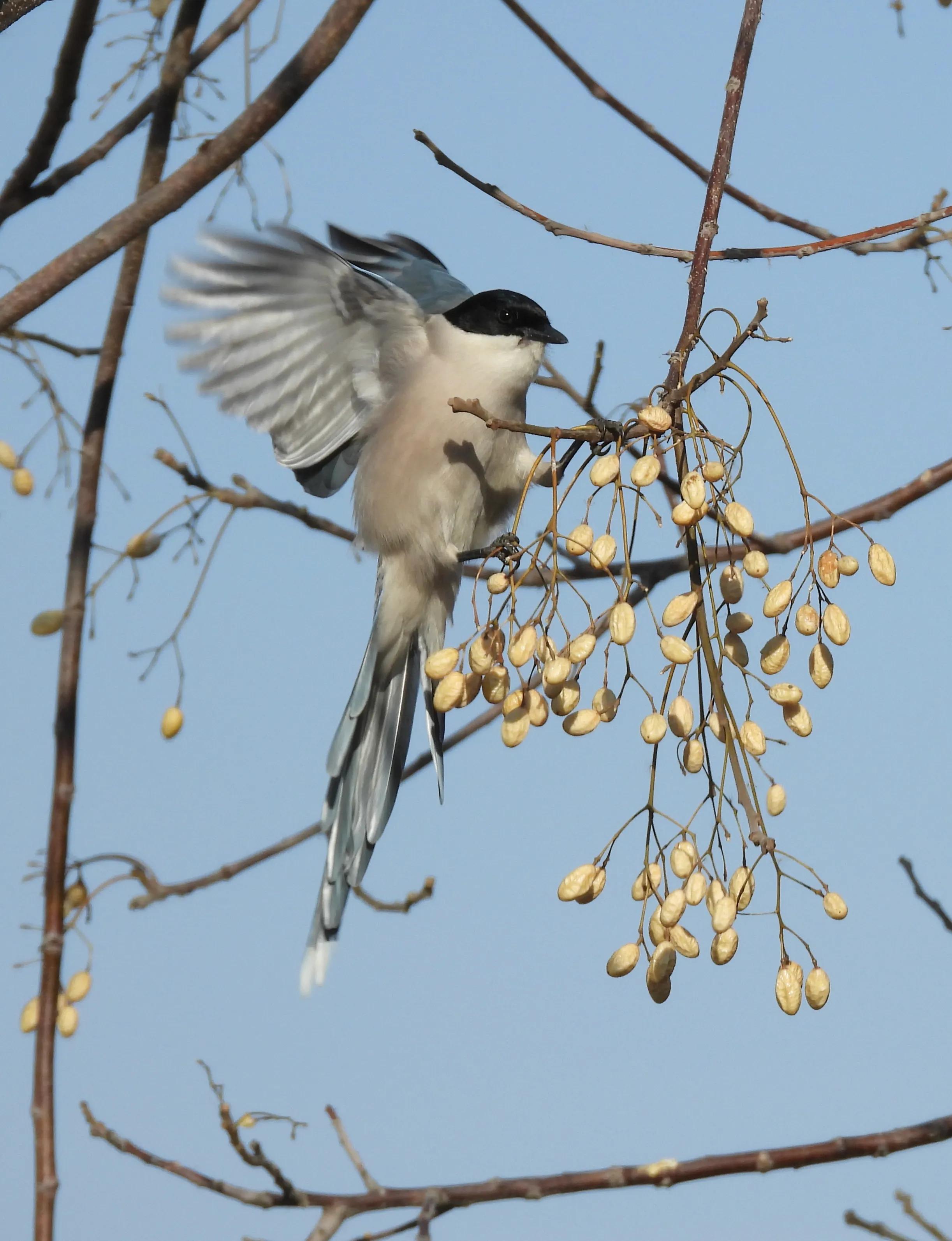 灰喜鹊冬天食物,灰喜鹊喂什么