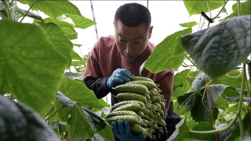 拼多多助农产品总产值,拼多多100亿助农