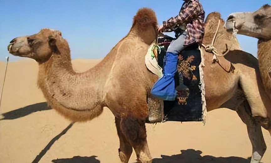 睡觉也能补钙吗,躺着也能养气血