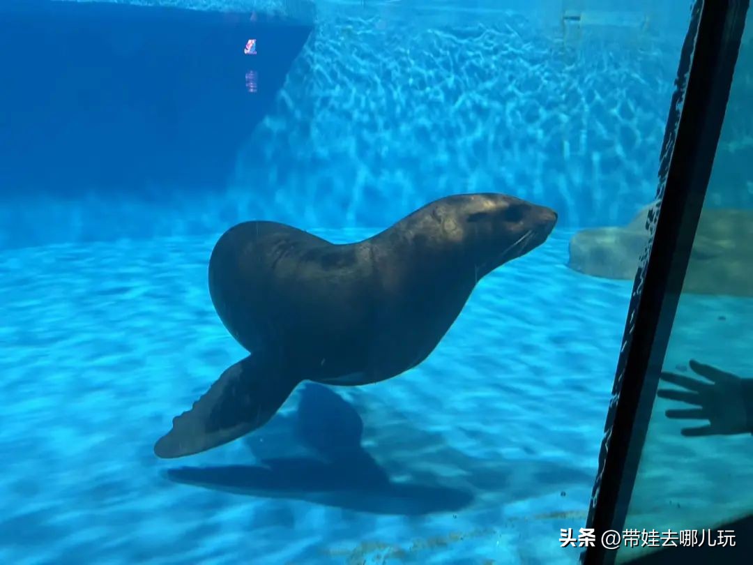 天津海昌极地海洋公园冬天营业吗,天津海昌极地海洋公园游玩攻略