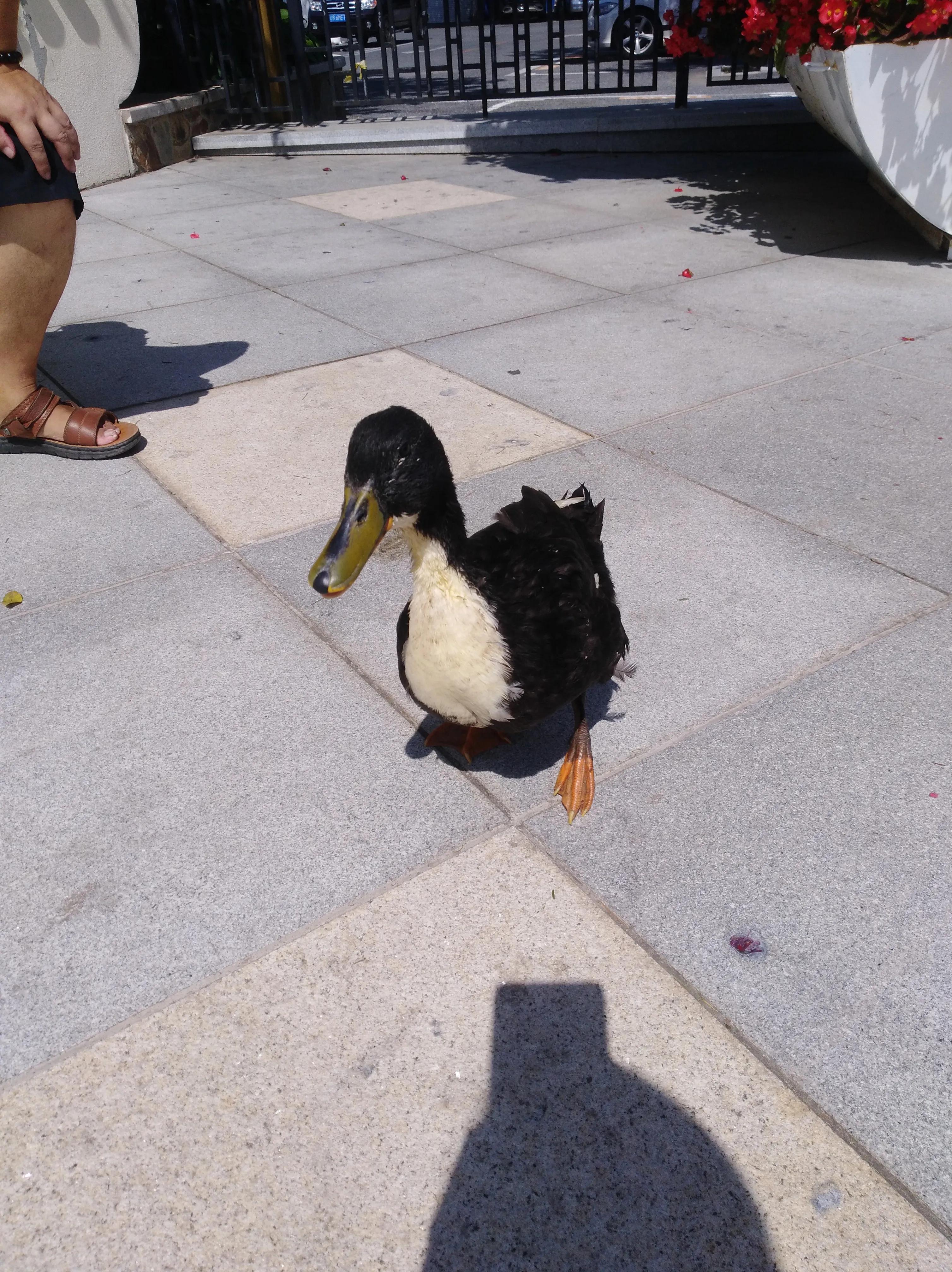 我想养一只小鸭子二年级作文,我想养一只小鸭子的主要内容