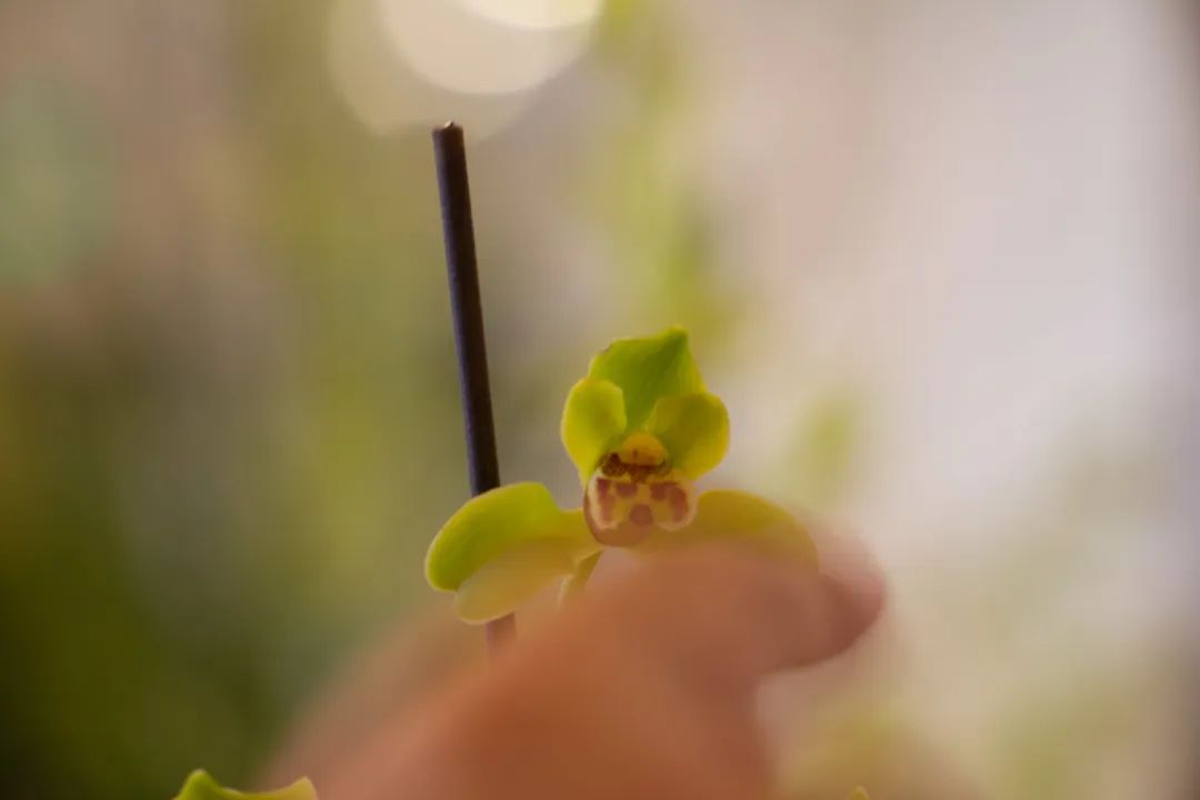 新手盆栽兰花最好选择哪些品种,适合家养的兰花品种有哪些盆栽