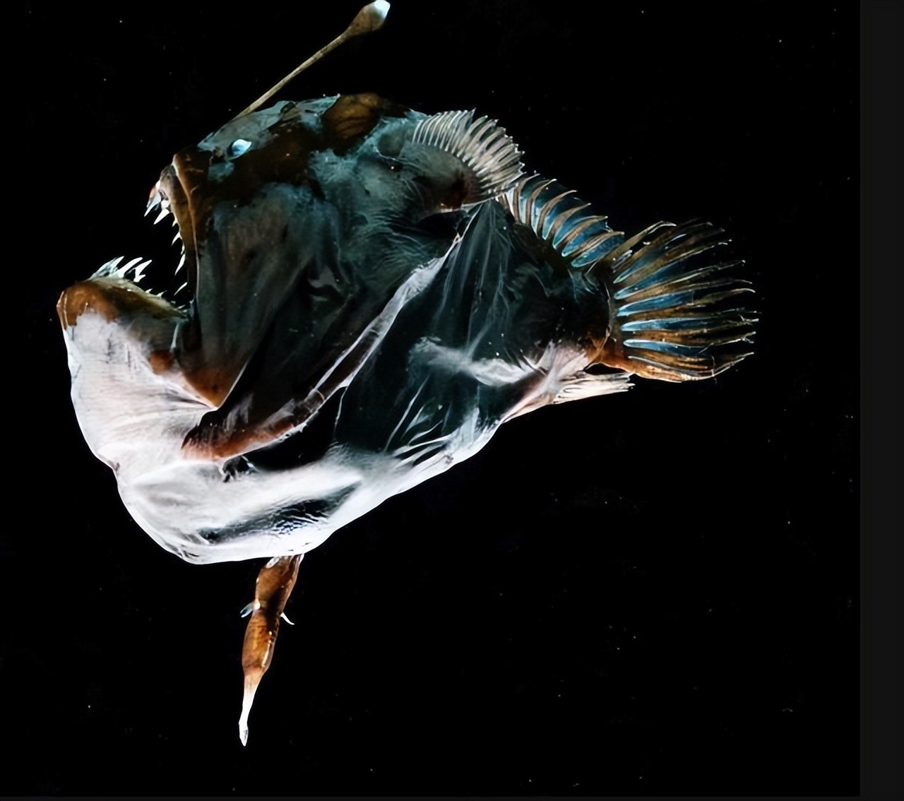 动物的择偶标准,动物择偶