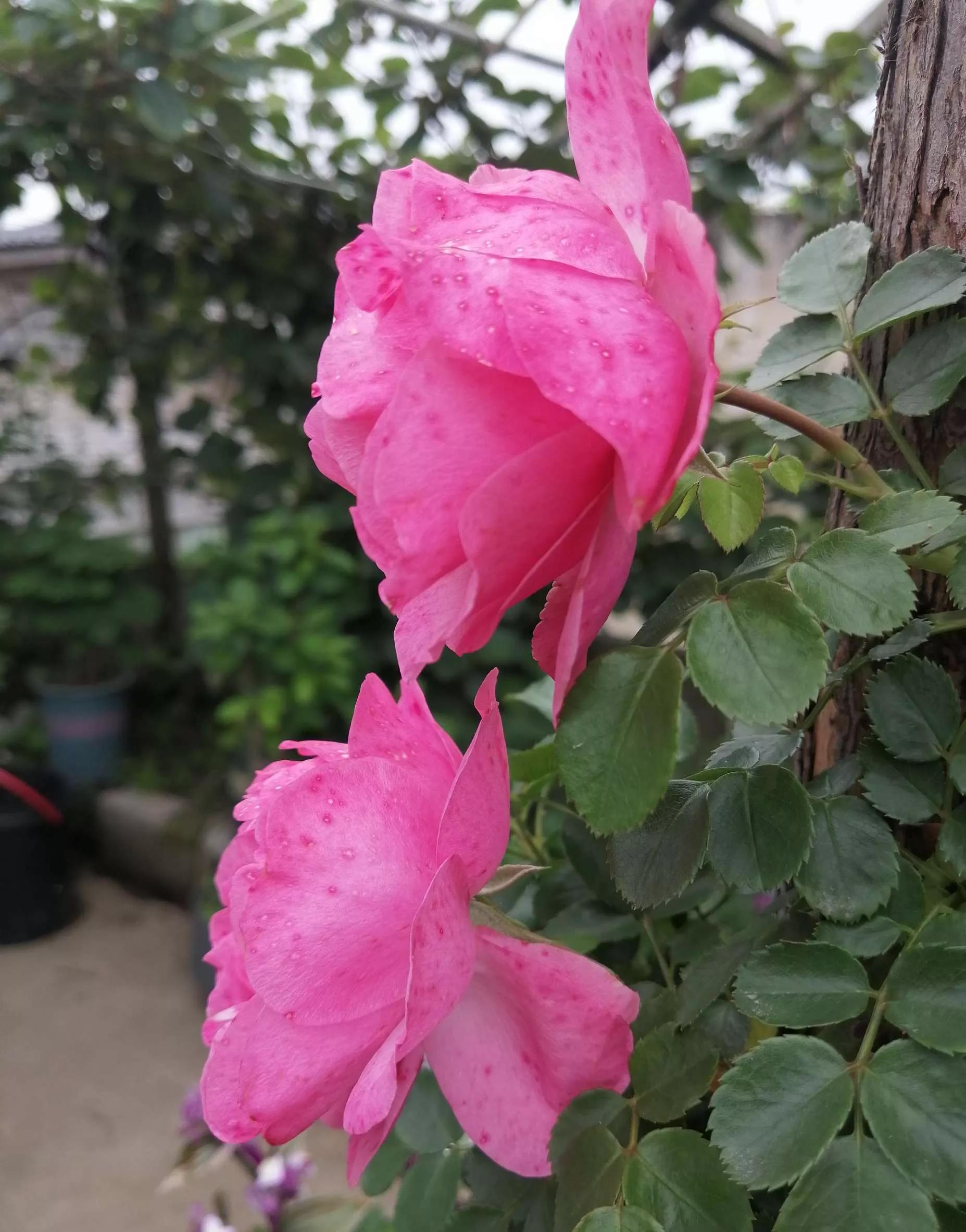 月季品种醉花,月季品种大全及图片欣赏