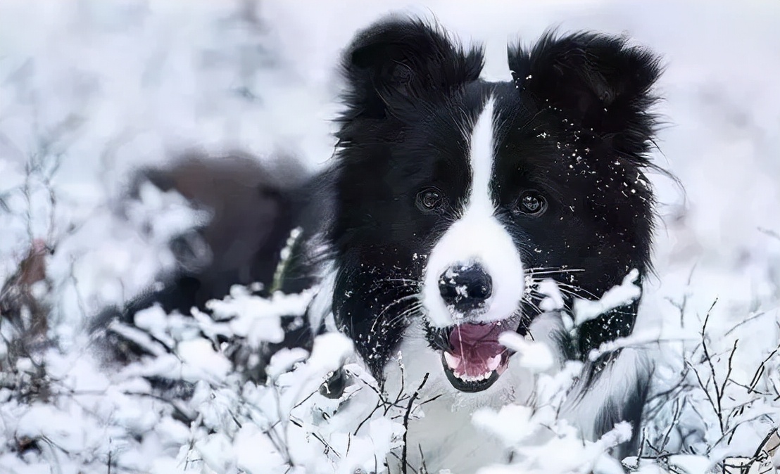边牧吃骨头后吐了可以喂盐水吗,成年边牧一天的喂食量是多少合适