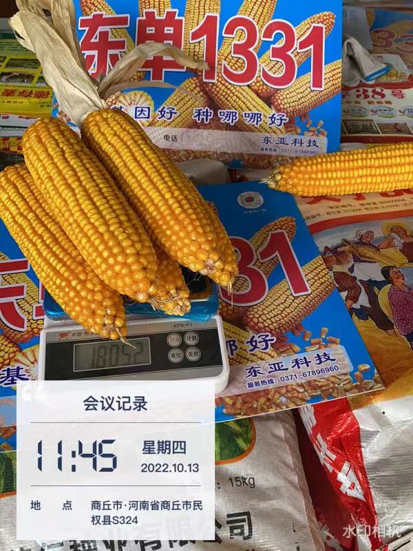 下屯卖玉米种子的怎么分出真假,玉米种子东单1331怎么样辨真假