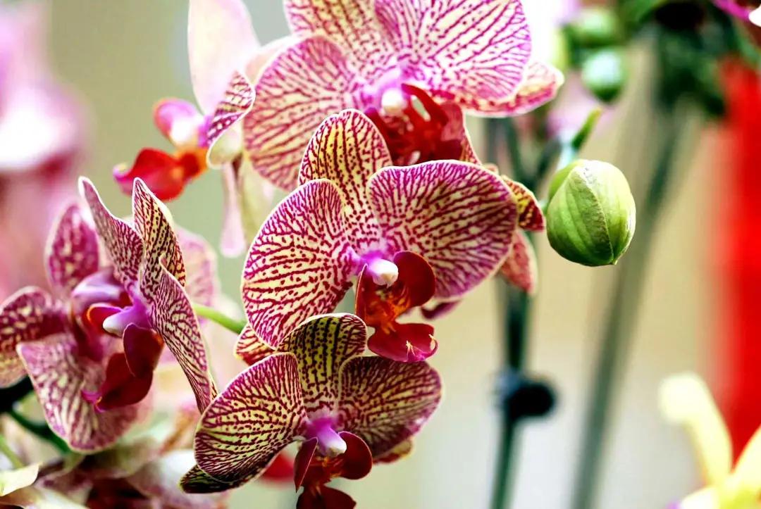 快来看看，兰花的世界真奇妙|壹木星球No.14