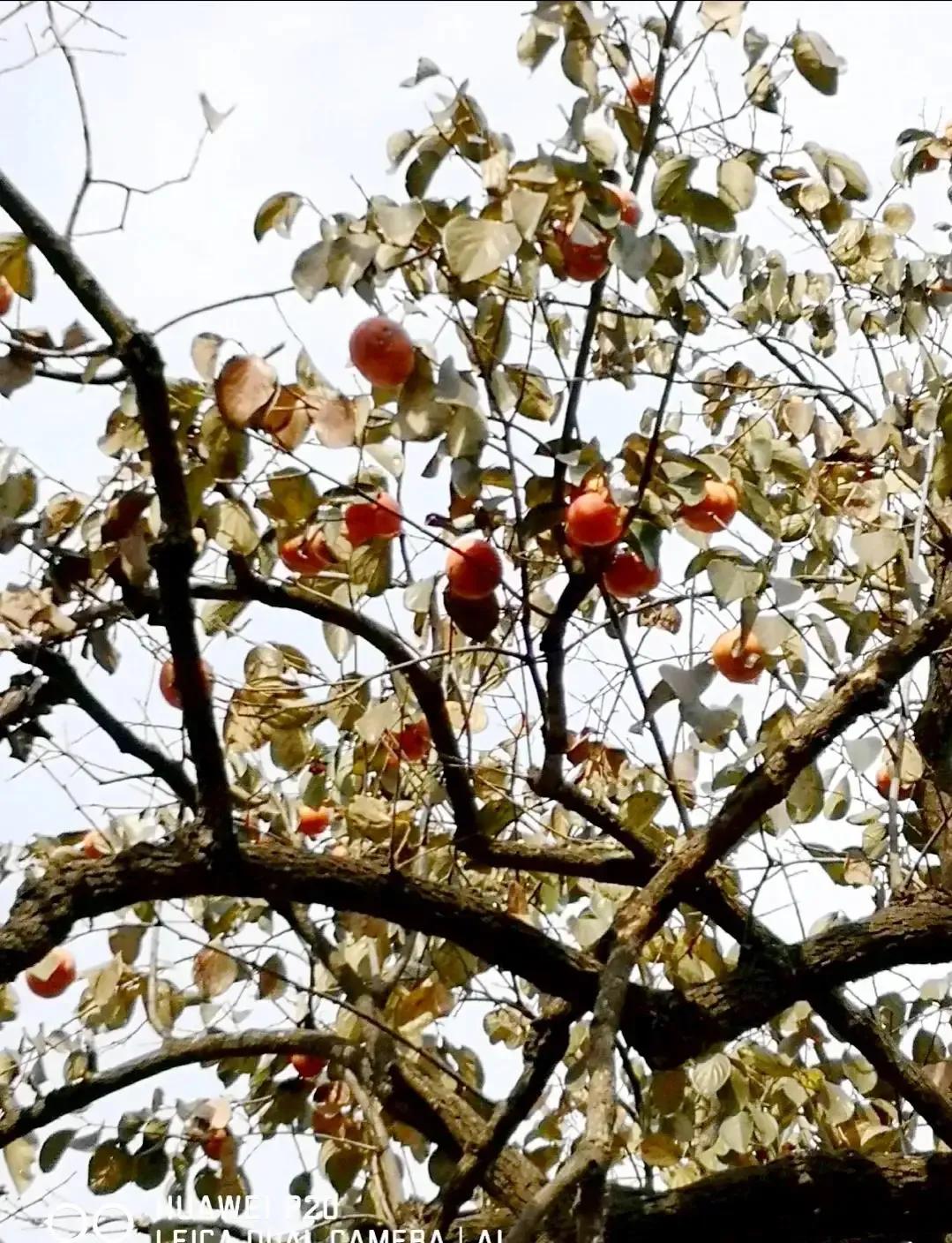 成武县古树,临武县古树