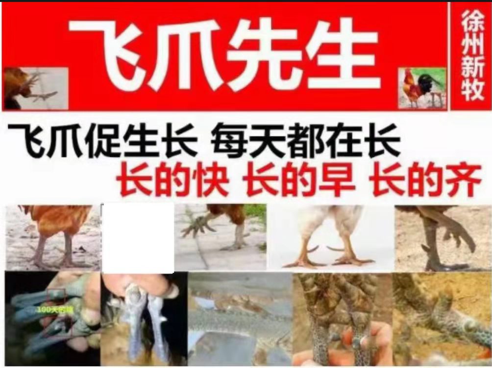 鸡毛不好看是什么原因鸡毛不好看是吃什么鸡毛不光滑吃什么
