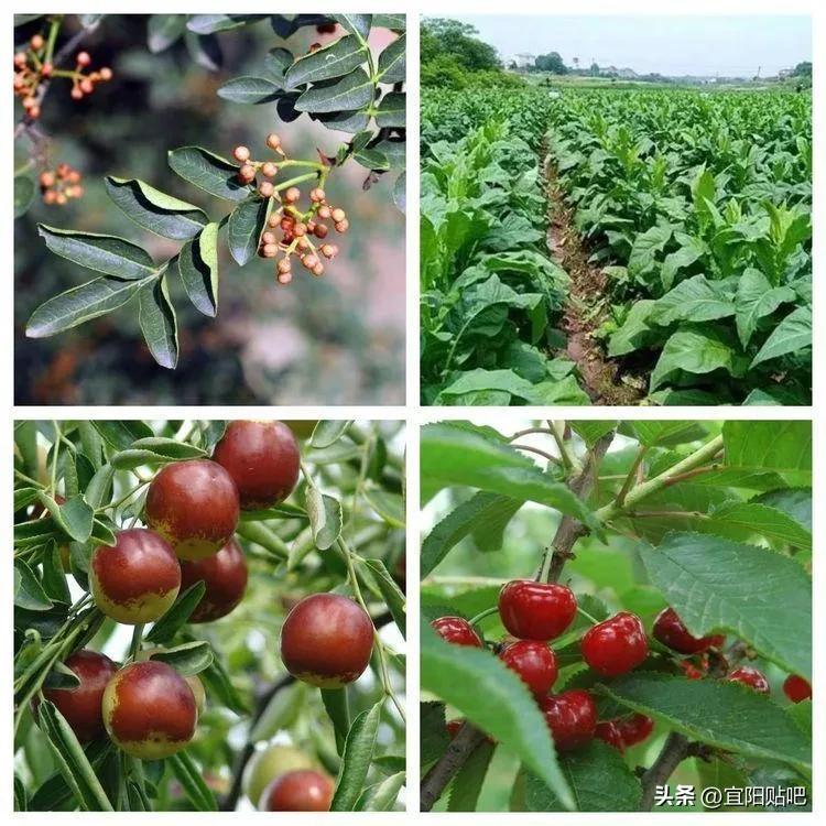 洛阳市宜阳县离高村镇有多远,宜阳到高村有多少公里