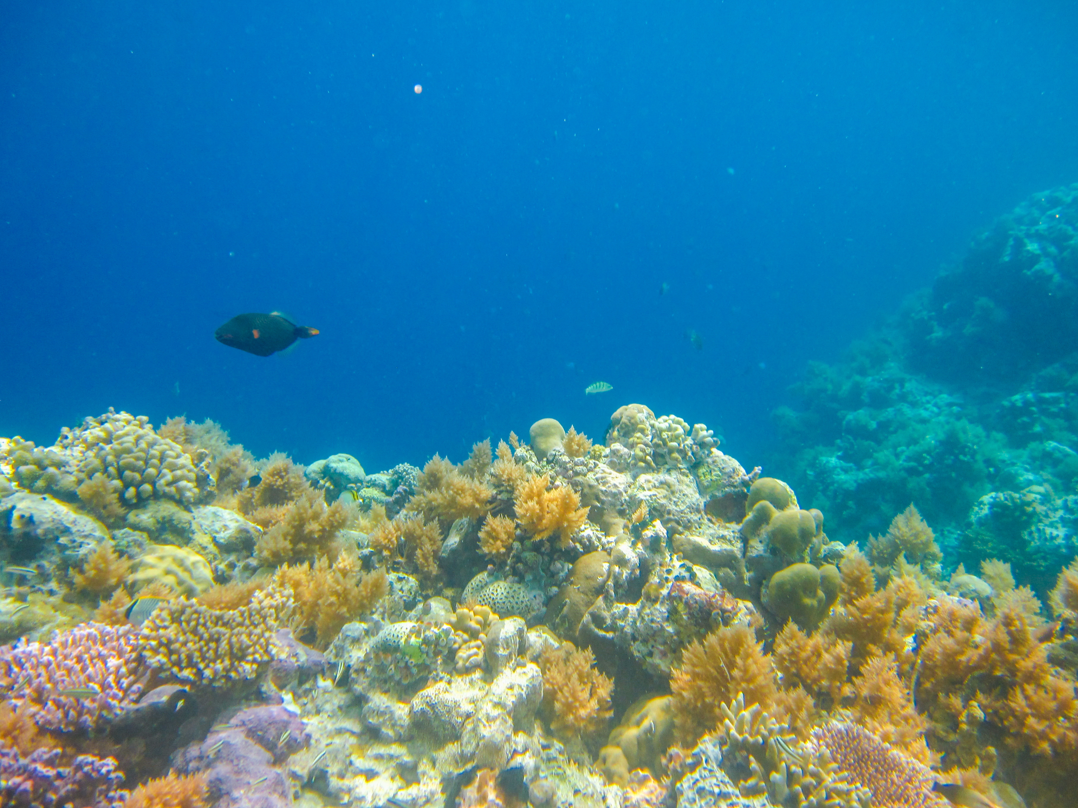 孤悬在太平洋上的岛国，帕劳，人生最值得一去的旅游目的地之一