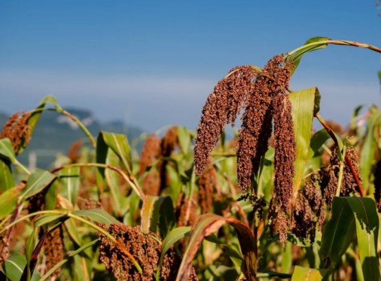 喝酒不能喝但是又想喝,十种最好喝纯粮酒推荐图片