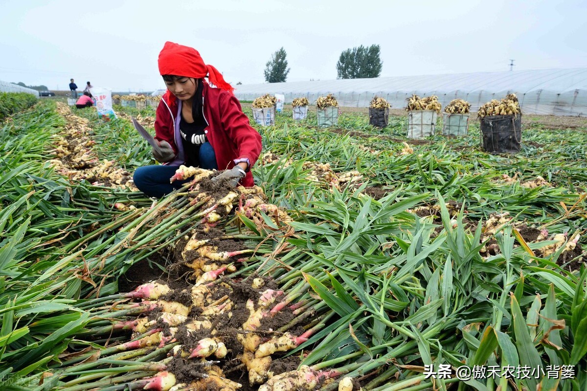 大姜怎样种植才能更高产？大姜膨大期管理应当抓住哪几个重点？