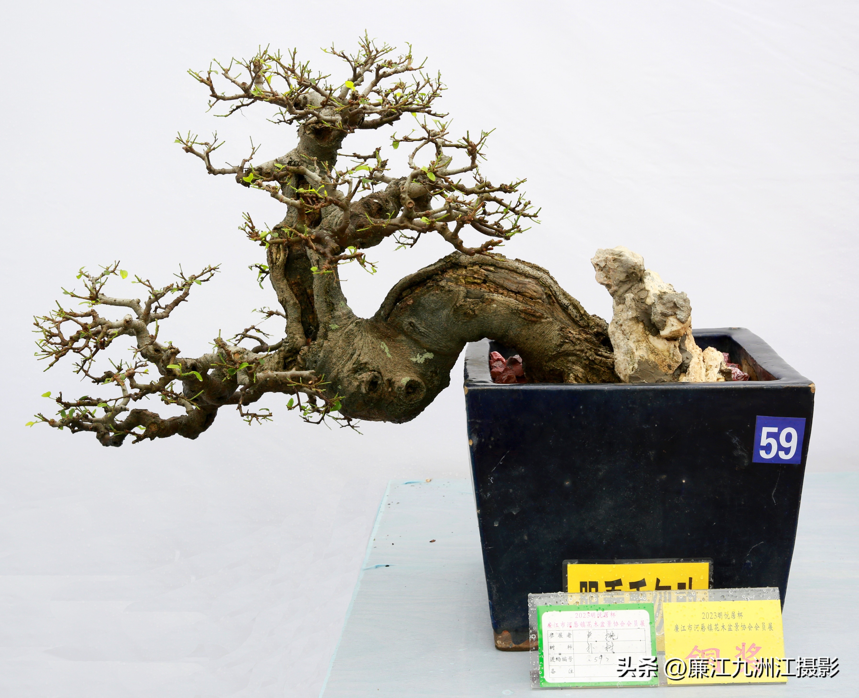 最高端的盆景展,一场惊艳的盆景展