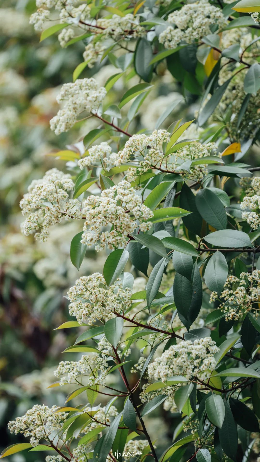 梧桐絮和石楠花,极限二选一