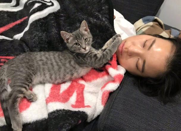 养猫产生的副作用你中招了吗,兽医对于猫的小贴士