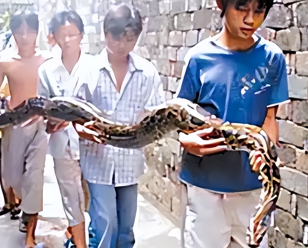海南报恩巨蟒现况,巨蟒为报恩守护十几年