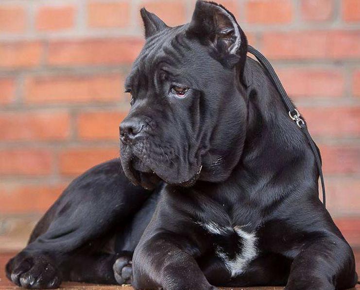 大狗禁养品种,大狗不让养只能送人