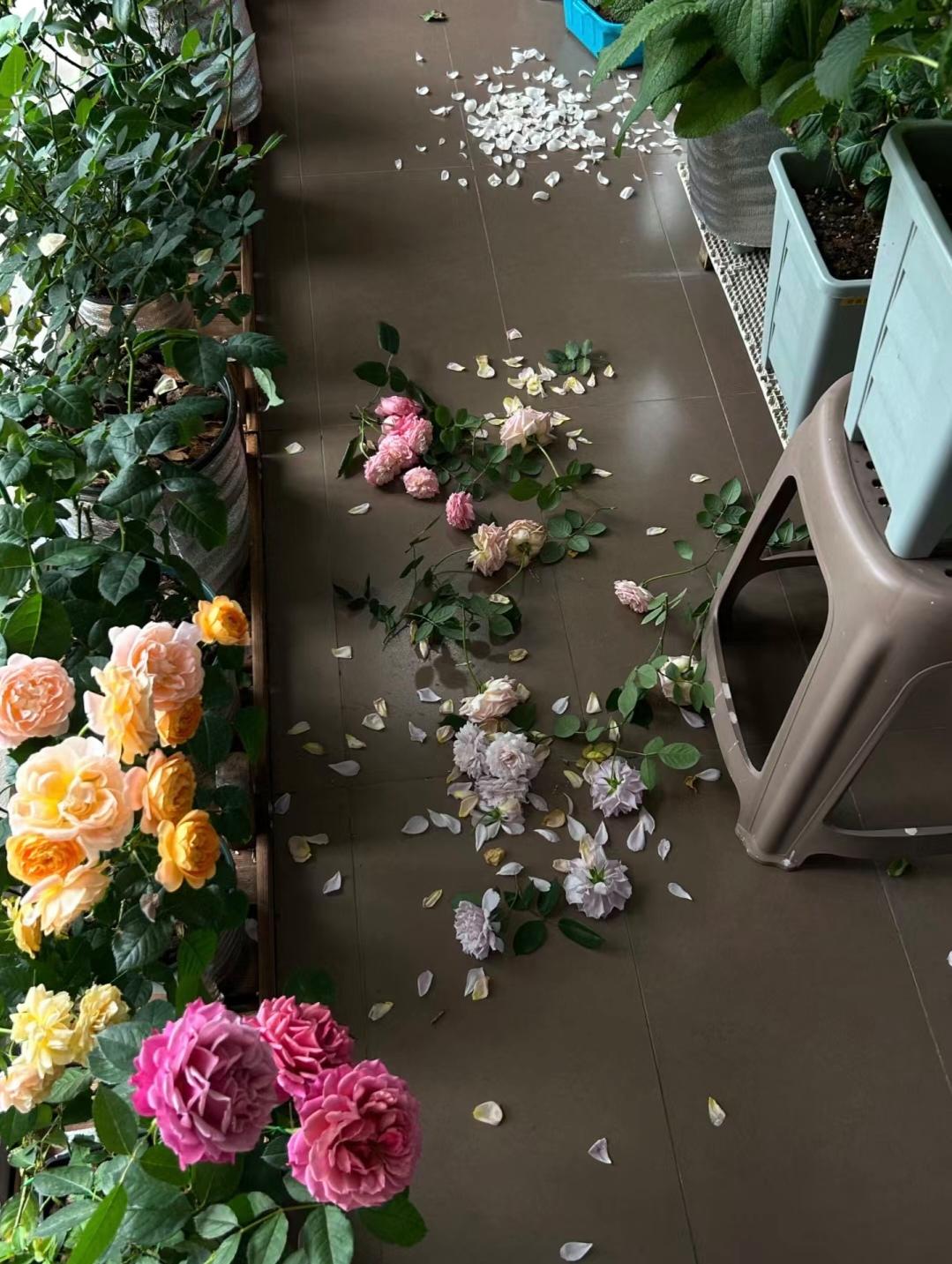 新手养花在店里买好还是网上买好,新手养花入门花种网购