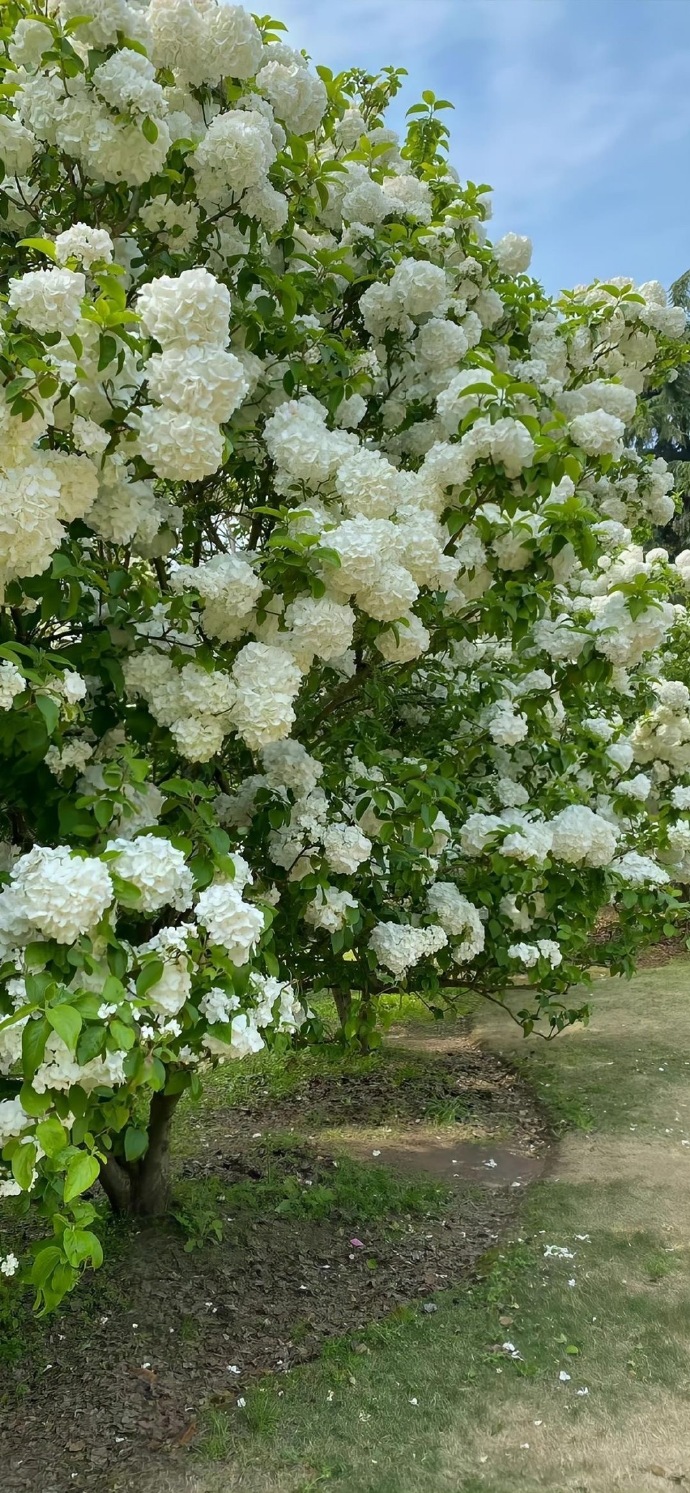 怎么会不喜欢綠色壁纸呢