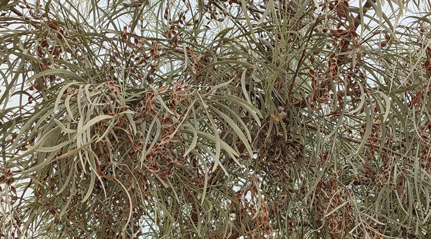 迪拜适合养什么植物,迪拜常见花草