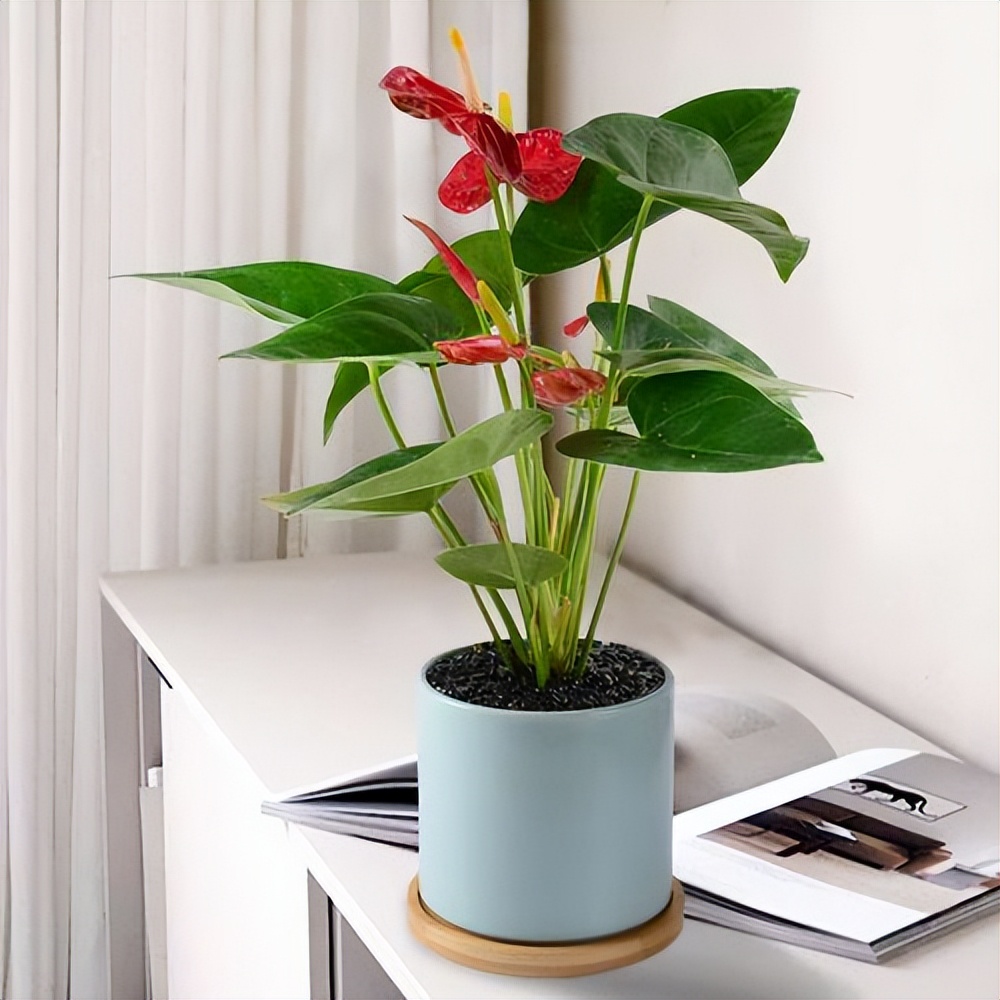 家里光线差就养这几种花,什么花散射光就可以养好