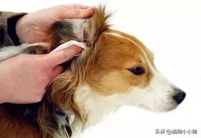 狗狗频繁点头是怎么了,狗狗频繁摇头耳朵却很干净