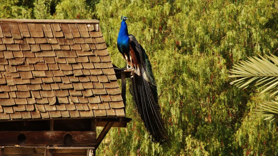 缅甸到底是怎么样的国家,缅甸是个怎样的国家