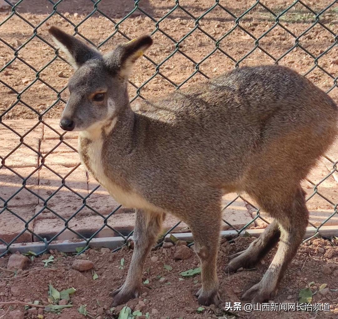 沁源县法中乡林麝养殖,沁源县沁河镇马森村林麝养殖