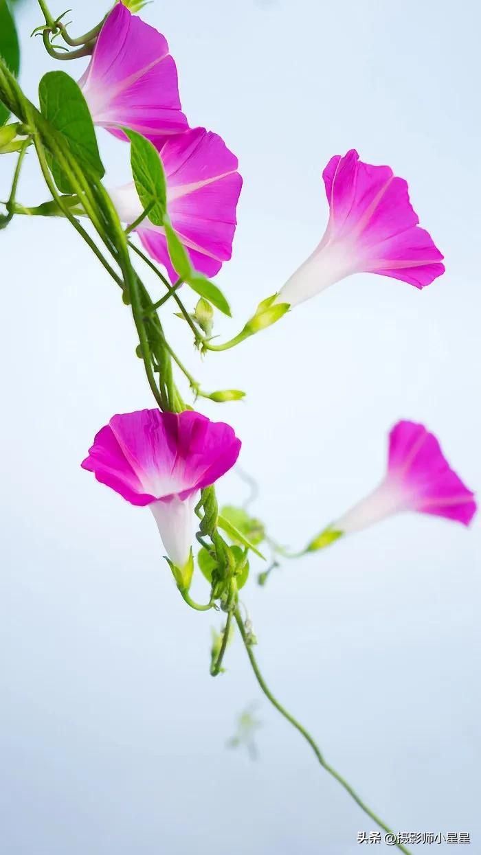 小小牵牛花鲜艳夺目,小小牵牛花教学