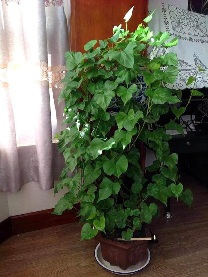 家居必备的几款高颜值中大型绿植,40款超治愈的家居绿植