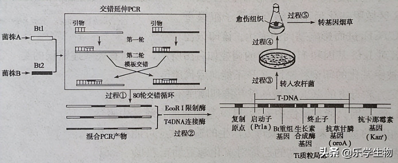 2024届高三生物模拟试题新高考,t8联考2022届第二次联考生物答案
