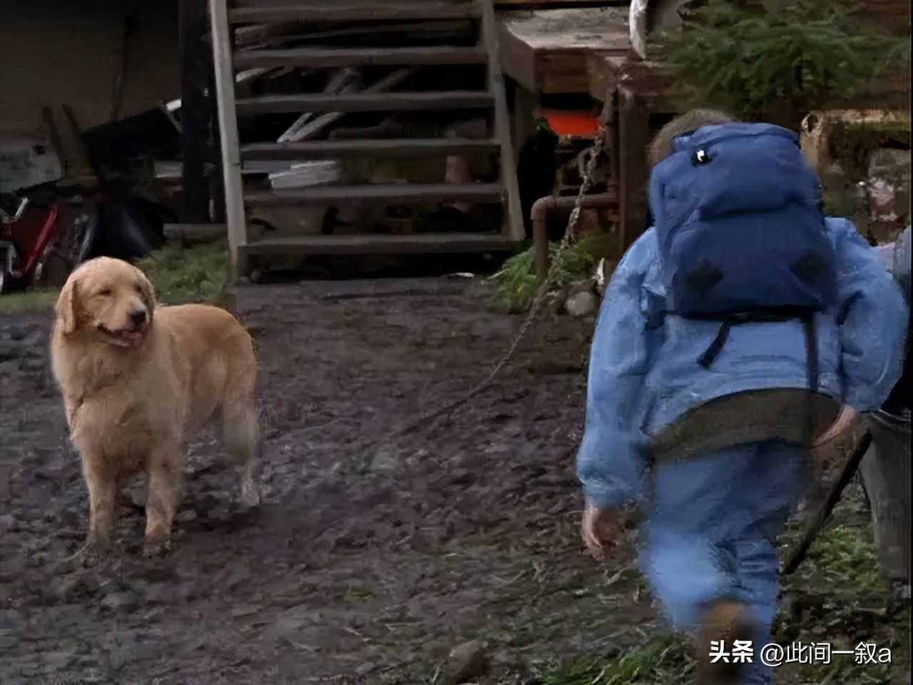 飞狗巴迪的知识,飞狗巴迪简介