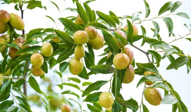 家里最幸福的风水树排名,家养幸福树寓意