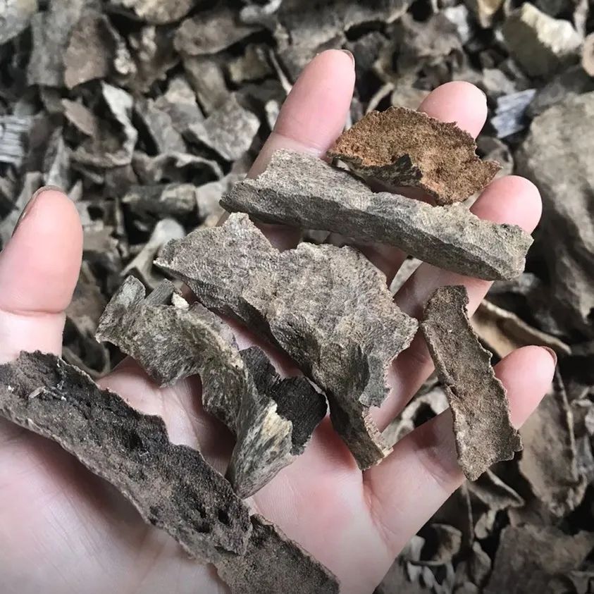 当代年轻人不上进只上香？上香有讲究，5.12-15厦门看香全攻略