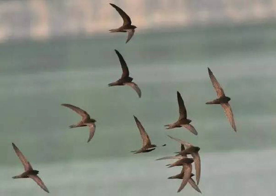 无脚鸟飞走,无脚雨燕如何繁殖