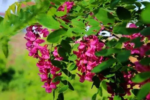 忆老家那棵洋槐树洋槐花盛开阵阵扑鼻香