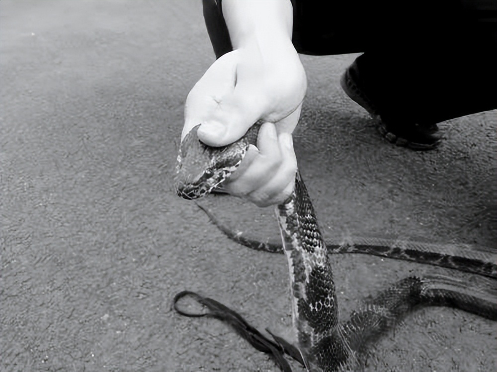 俗语中打蛇打七寸指的是哪个位置,打蛇打七寸指什么地方