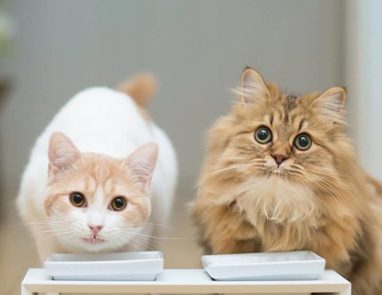 洋猫土猫差距有多大网友太真实了,土猫和宠物猫品相的区别