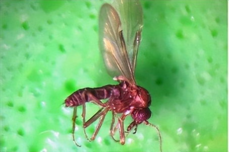 带娃出门游遇到蜱虫千万别乱拔,警惕这三种毒虫带娃出行必看