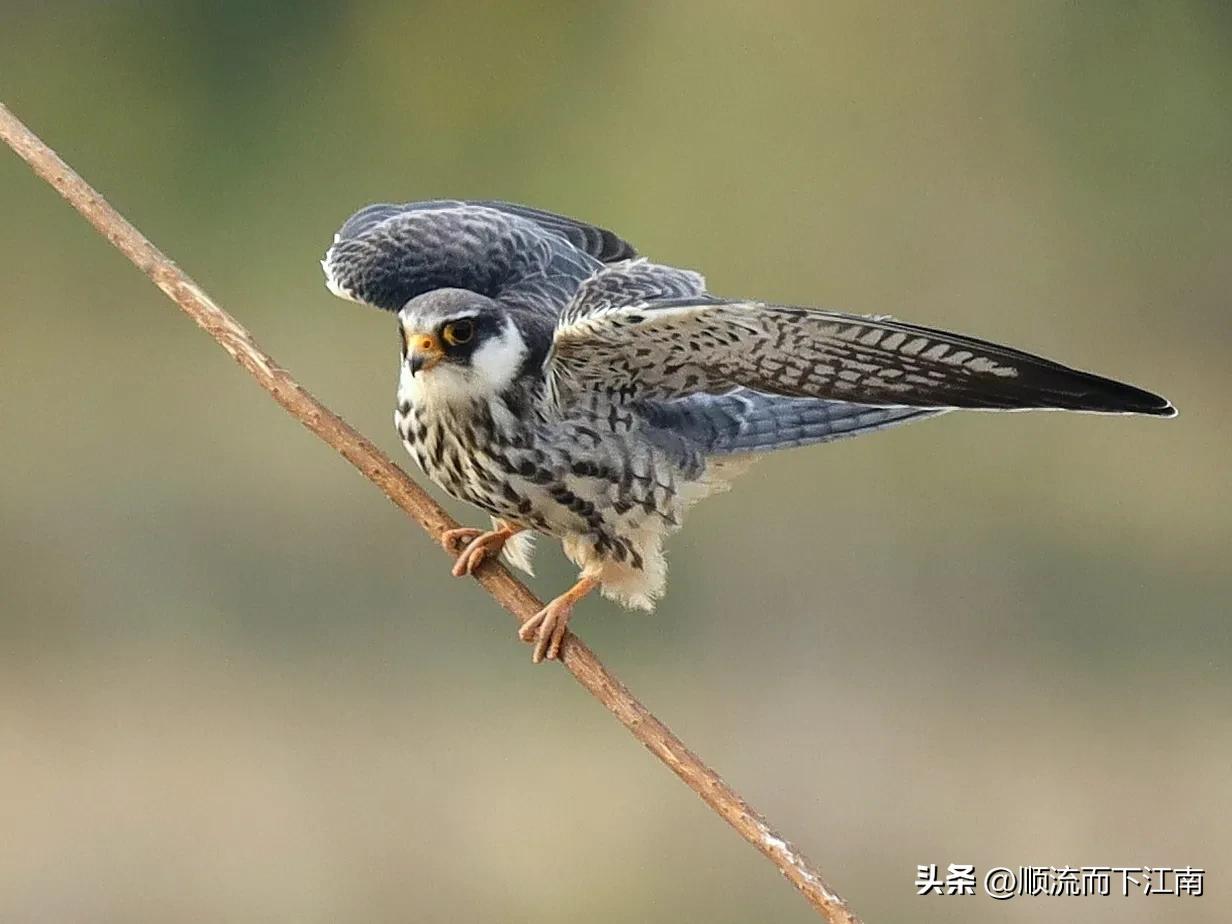 红脚隼叫声,红脚隼