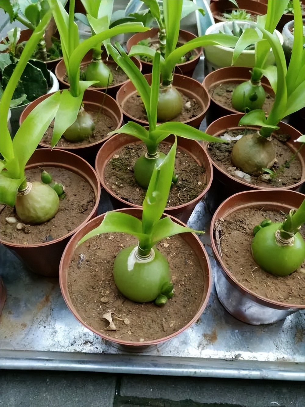 五种耐旱的花卉,5种花浇不死浇水越多长得越旺