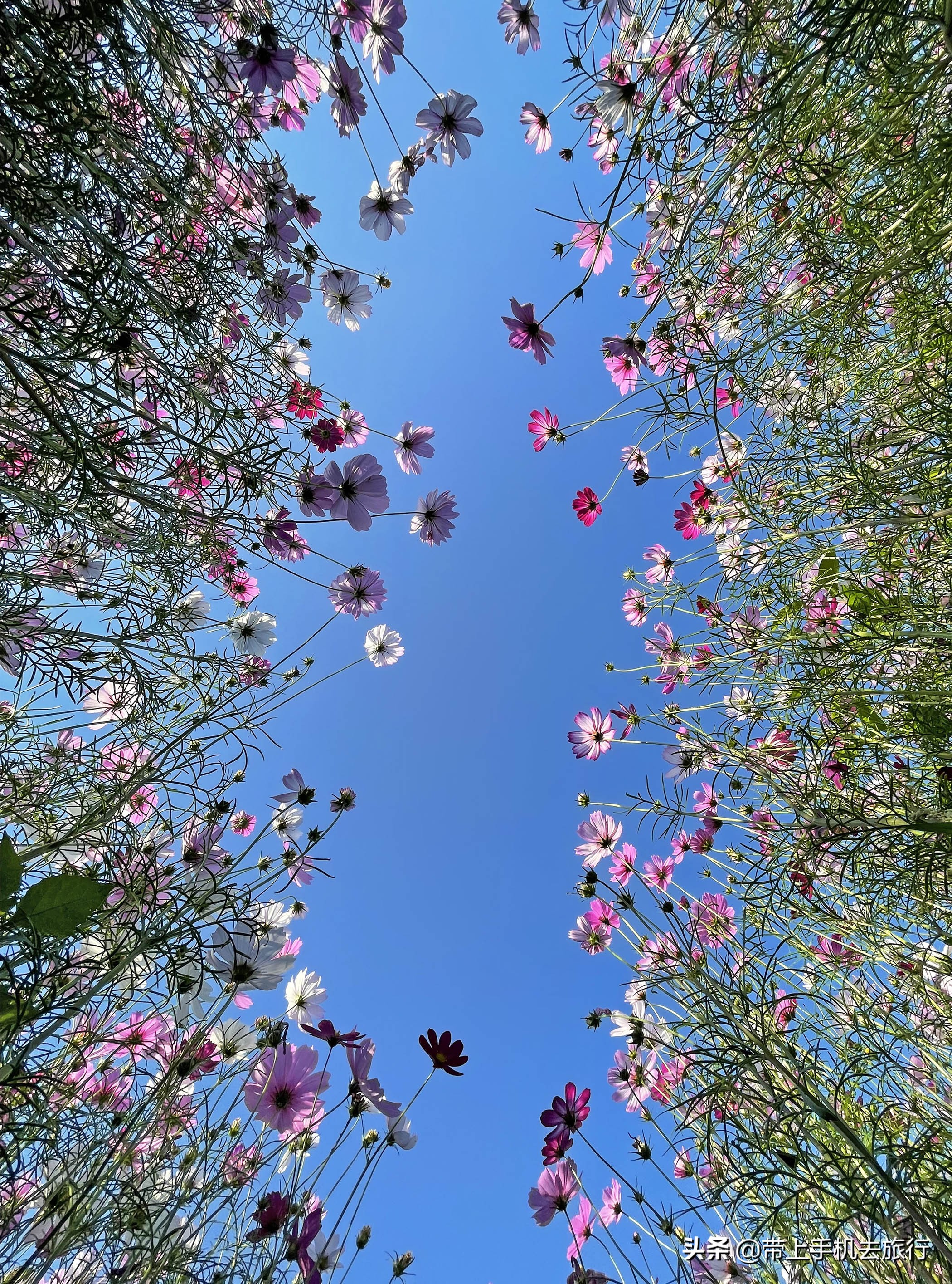 手机摄影怎么样用专业模式,手机摄影是怎么搞的