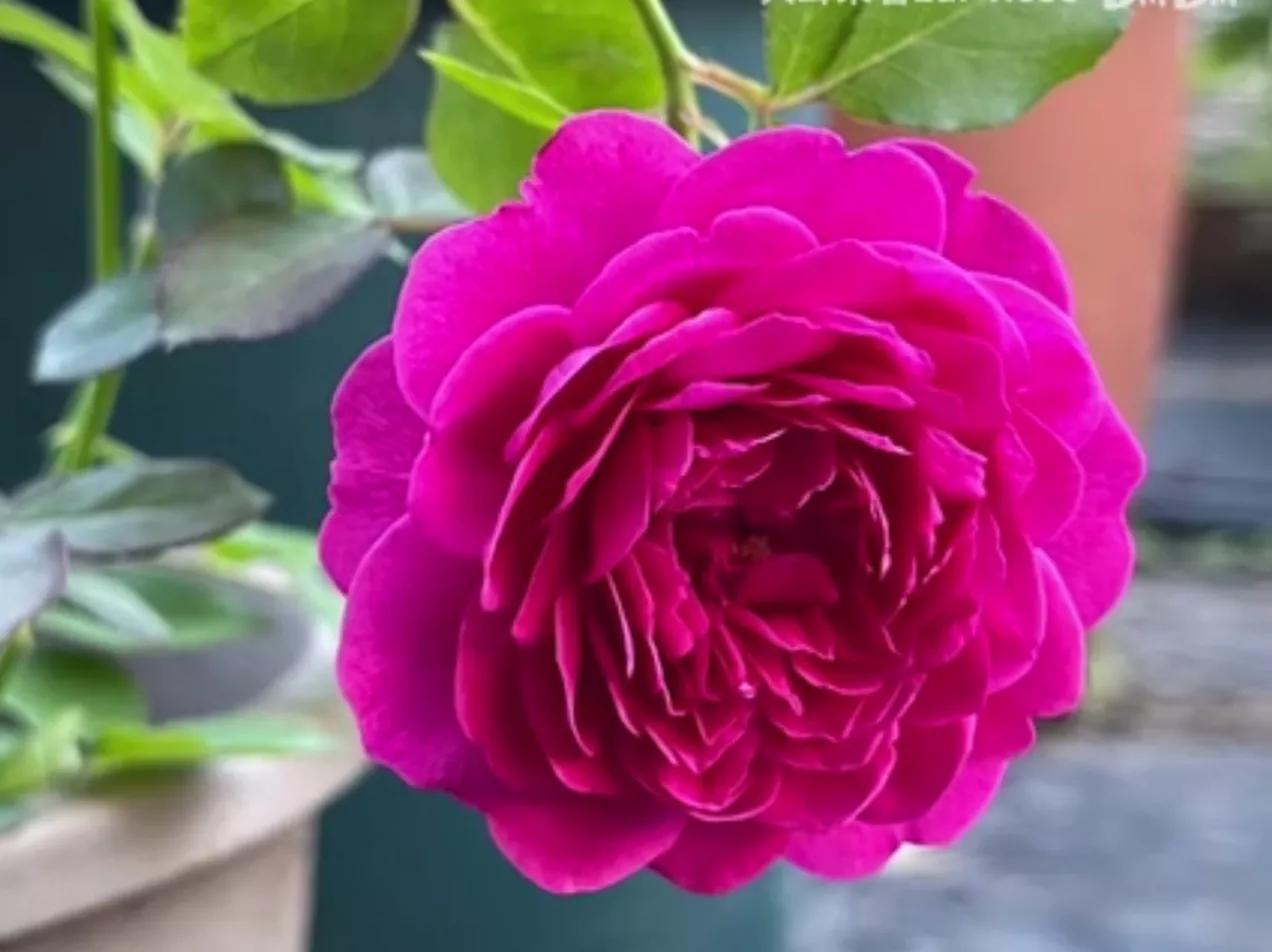 常见切花月季一览（45）